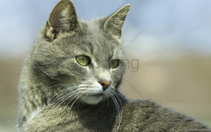 cat eyes gray muzzle wallpaper Free PNG images with transparent backgrounds