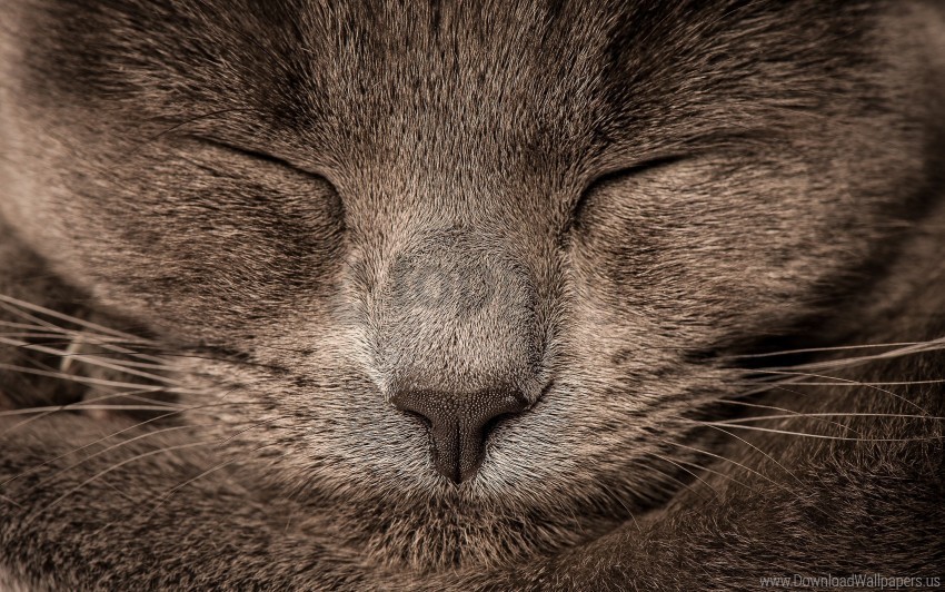 cat eyes gray wallpaper PNG images with alpha background