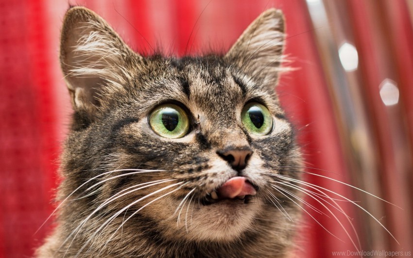 cat eyes lick tongue wallpaper Free PNG download