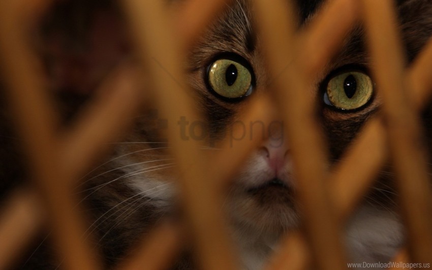 cat eyes mesh muzzle surprise wallpaper PNG with transparent bg