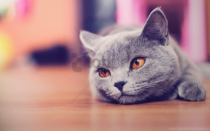 cat eyes muzzle rest waiting wallpaper PNG with clear overlay