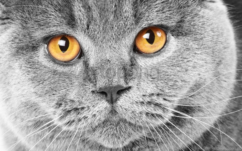 cat eyes muzzle sadness waiting wallpaper Clear Background PNG Isolated Design Element