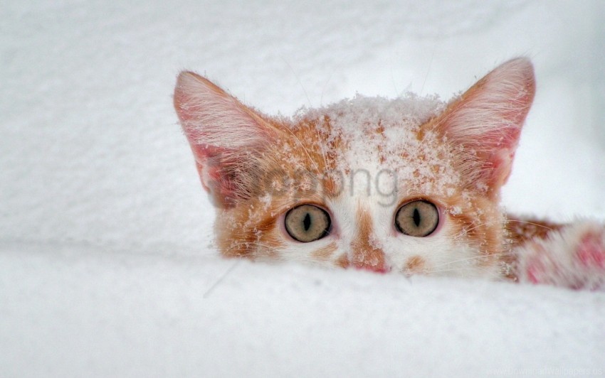 cat eyes muzzle snow wallpaper ClearCut Background Isolated PNG Art