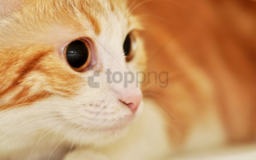 cat eyes muzzle spotted surprise wallpaper PNG images with clear cutout