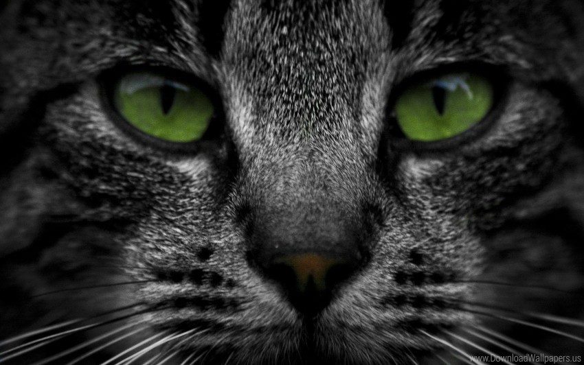 cat eyes muzzle tabby wallpaper PNG Image Isolated on Clear Backdrop