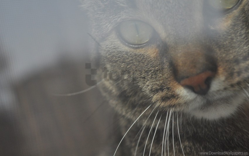 cat eyes muzzle wallpaper PNG transparent photos vast collection