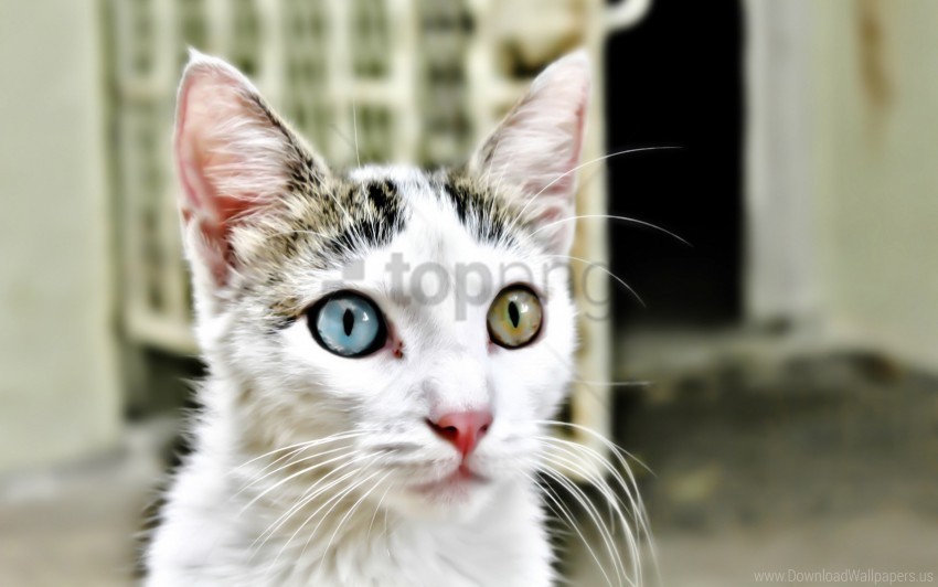 cat eyes various heterochromia muzzle wallpaper PNG Object Isolated with Transparency