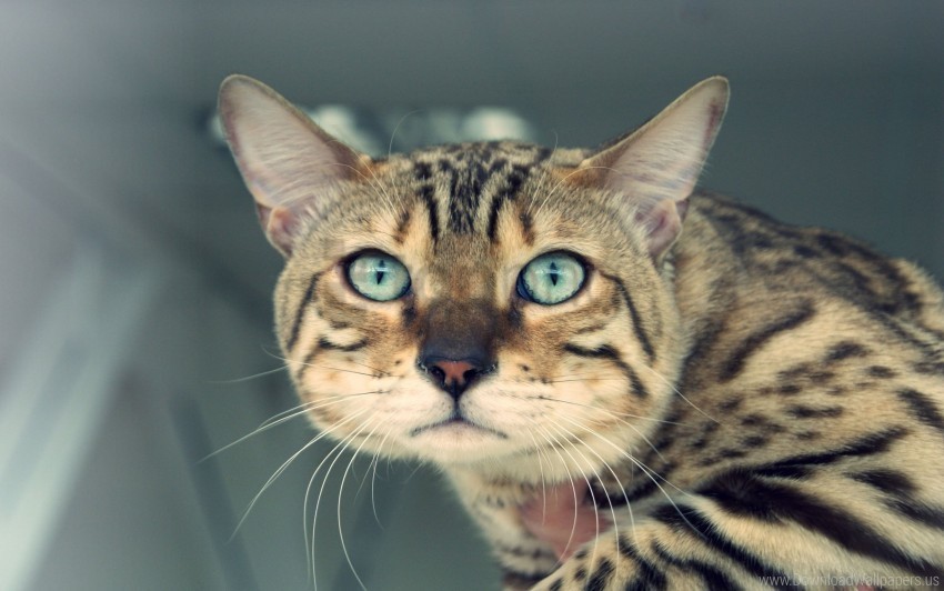 cat eyes view whiskers wallpaper Isolated Subject in HighQuality Transparent PNG