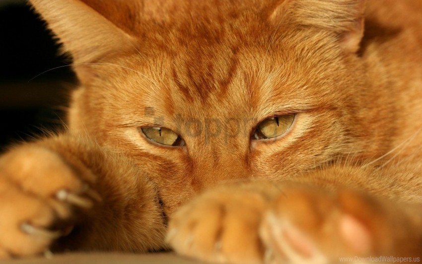 cat face eyes feet tired wallpaper Clear pics PNG