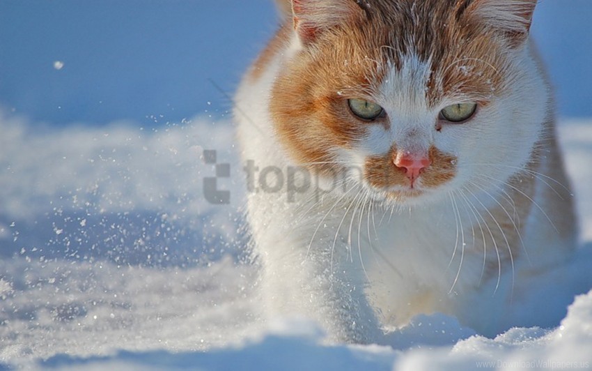 cat face fat snow spotty wallpaper PNG files with transparency