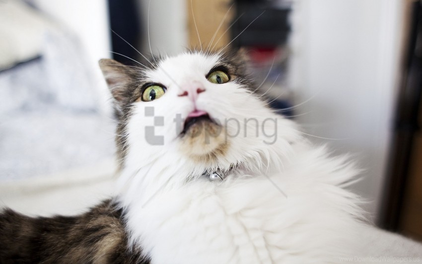 cat face fear surprise wallpaper PNG Image with Transparent Isolated Design