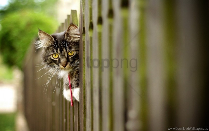 cat face fence furry wallpaper PNG images with alpha channel selection