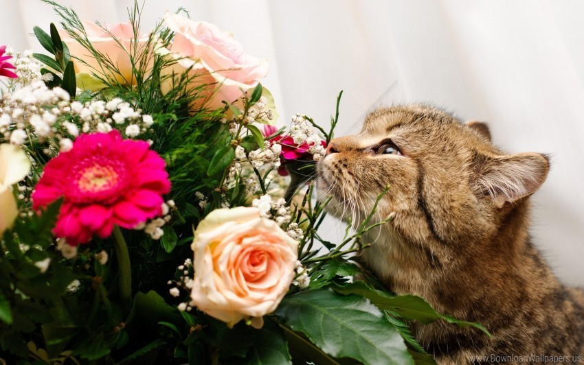 Cat Face Flower Rose Smell Wallpaper PNG Files With Transparency