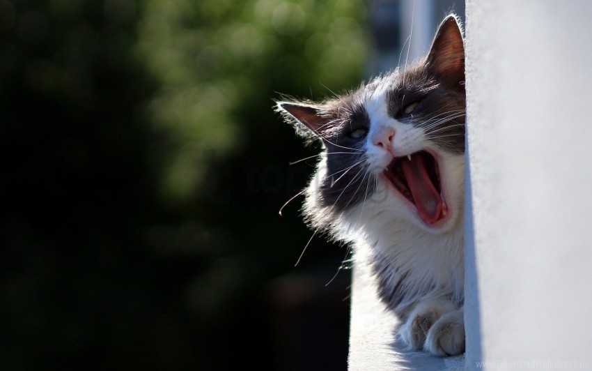 cat face fluffy funny yawn wallpaper Transparent PNG pictures archive