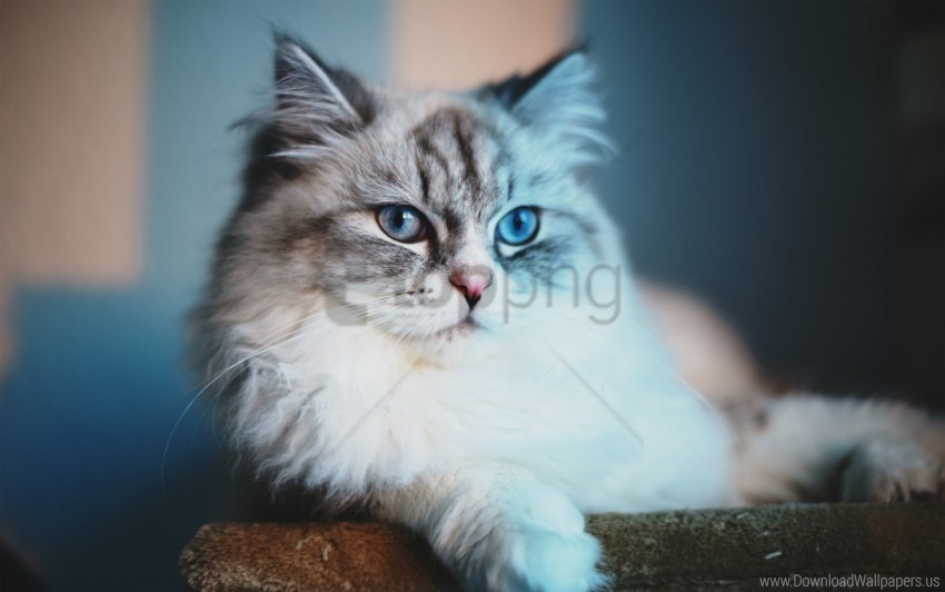 cat face fluffy lie wallpaper PNG images with clear alpha channel broad assortment