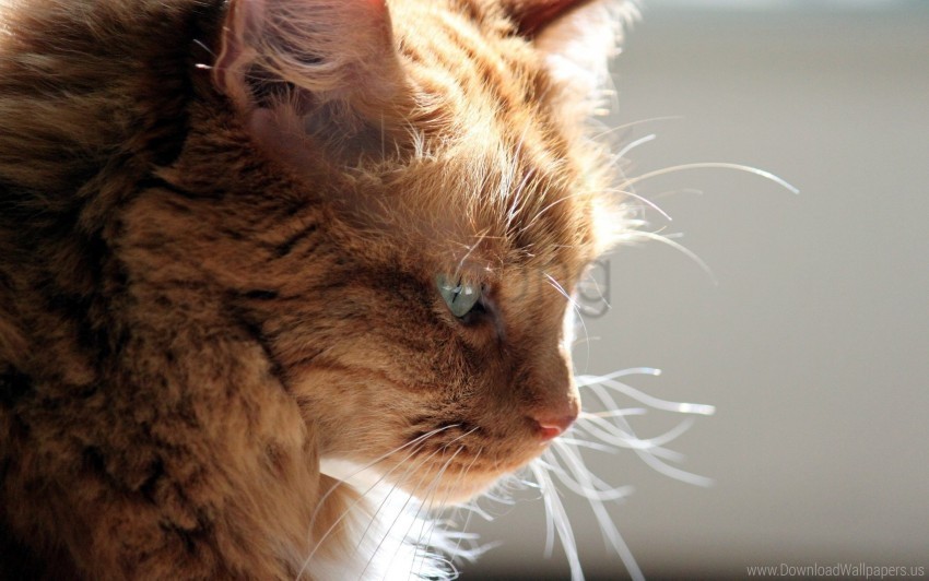 cat face fluffy light pro wallpaper PNG transparent images for websites