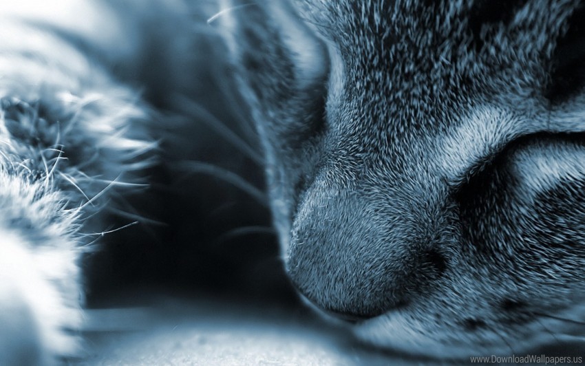 cat face fur light wallpaper PNG images with transparent canvas comprehensive compilation