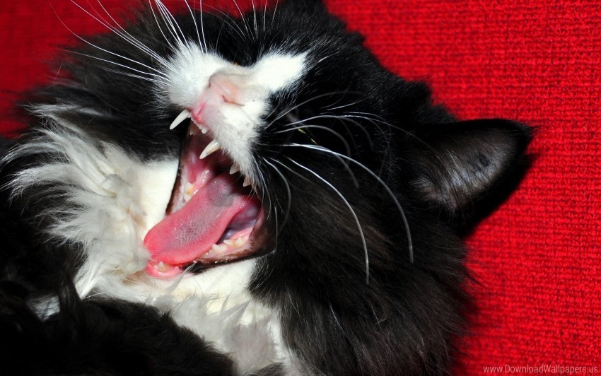 cat face furry teeth yawn wallpaper Isolated PNG Graphic with Transparency