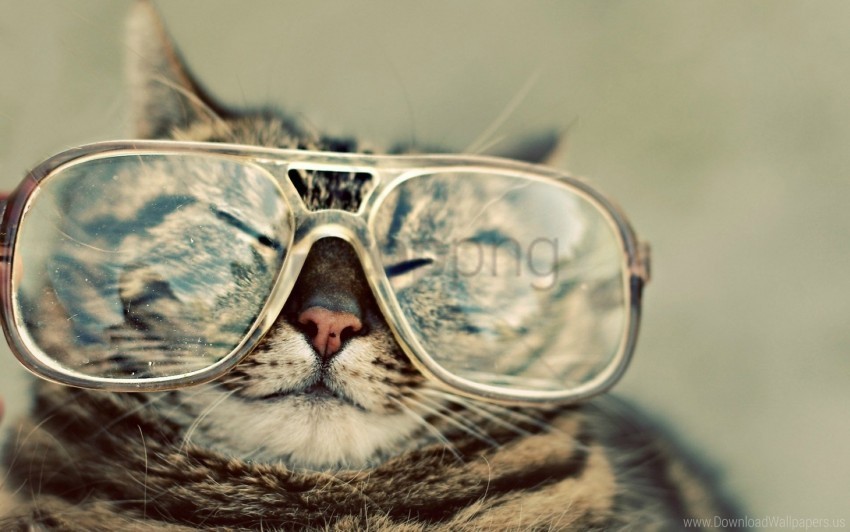 cat face glasses squint wallpaper Transparent image