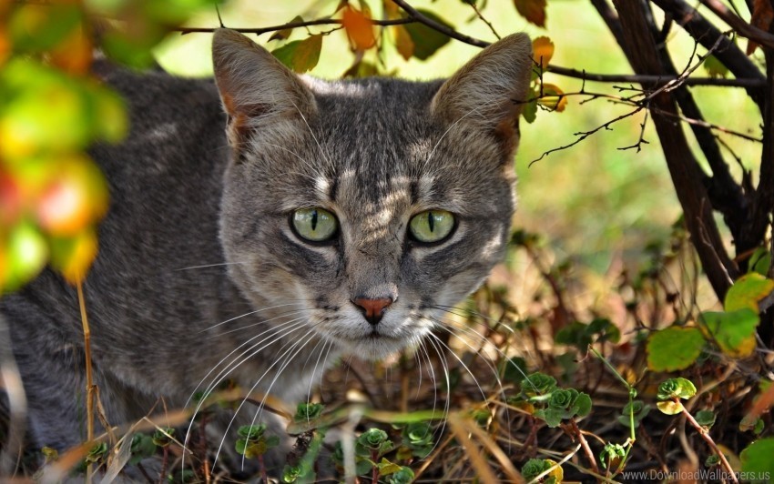 cat face grass hunting wallpaper Transparent pics