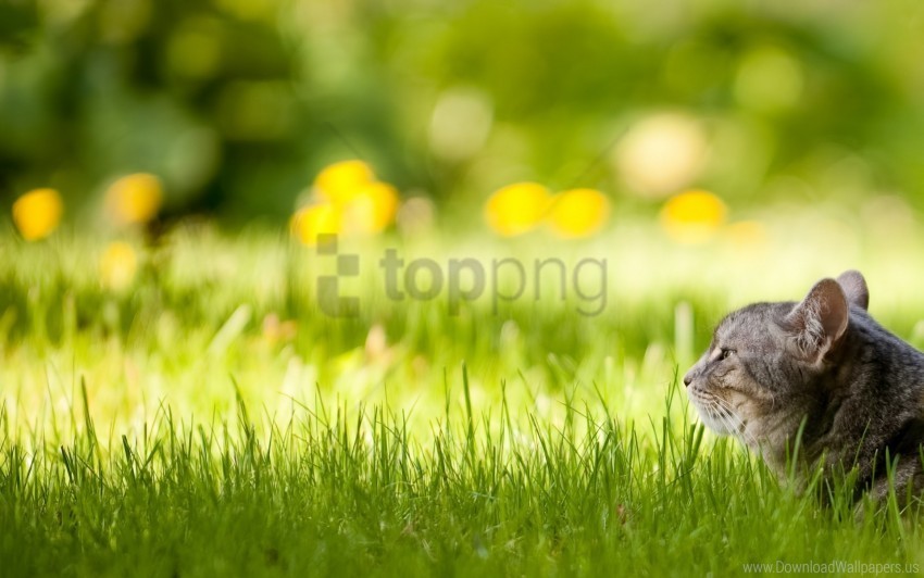 cat face grass lying wallpaper PNG Graphic with Isolated Transparency