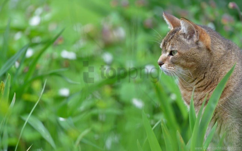 cat face grass pro wallpaper PNG transparent photos for presentations