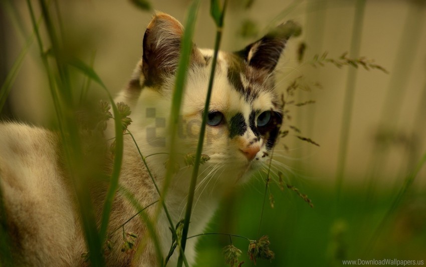 cat face grass spotted wallpaper PNG files with no background assortment