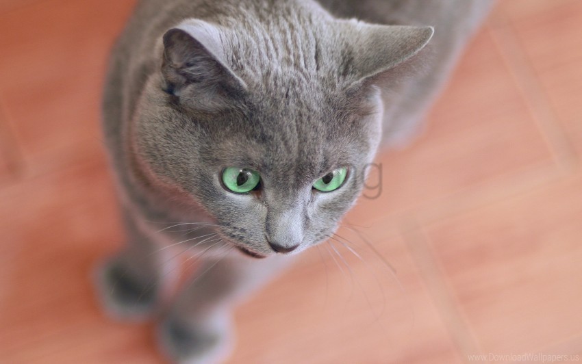 cat face gray surprise wallpaper PNG transparent photos mega collection