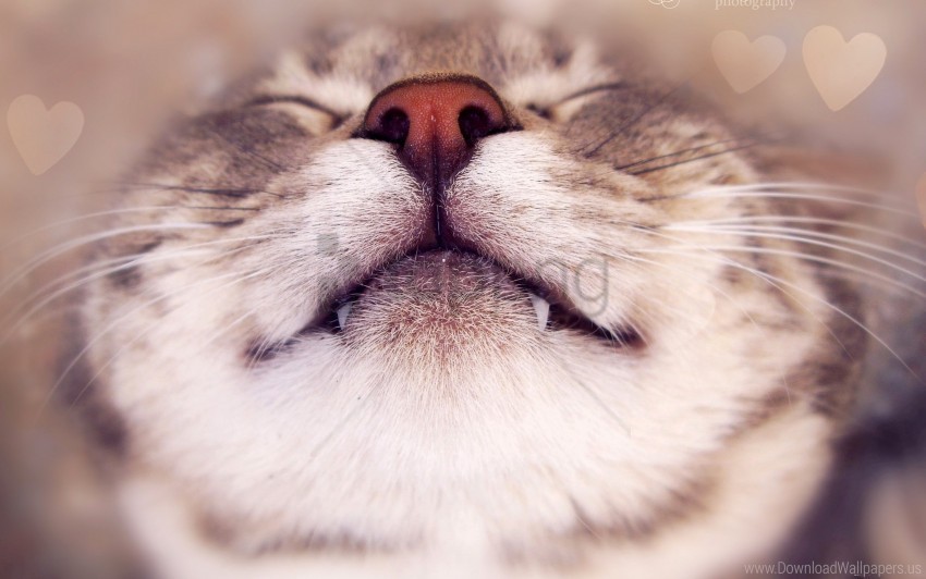 Cat Face Happy Heart Nose Wallpaper Free Download PNG Images With Alpha Channel Diversity