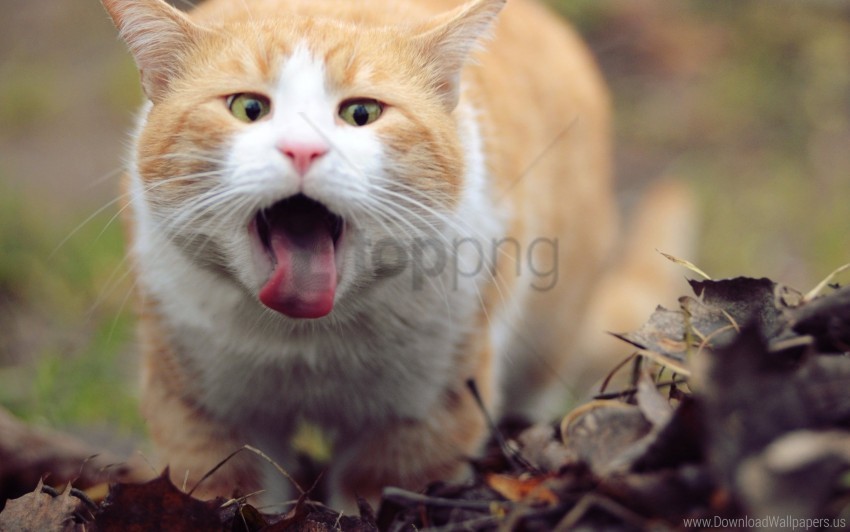 cat face leaves spring tongue wallpaper PNG images for advertising