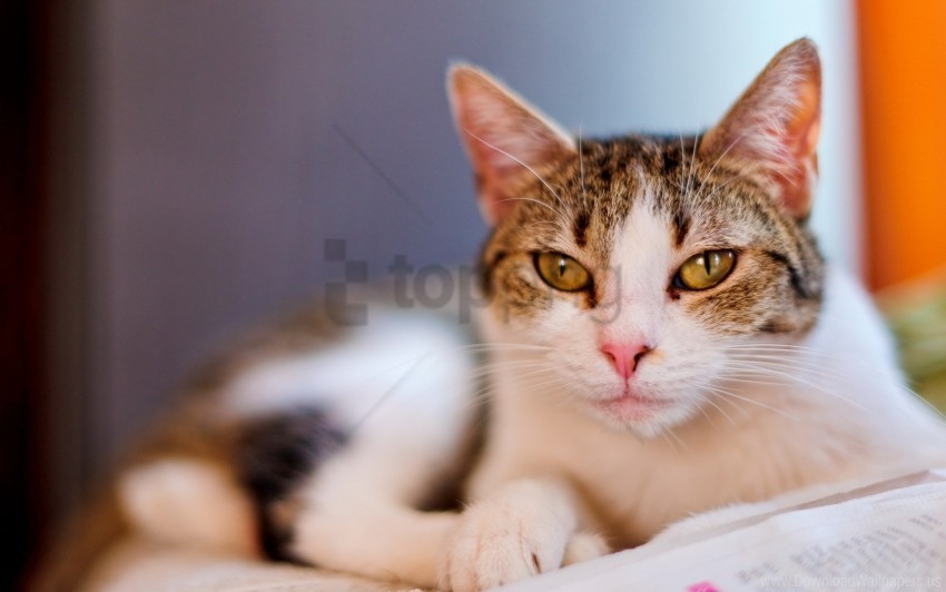 cat face look lying smeared spotted wallpaper Isolated Illustration in Transparent PNG