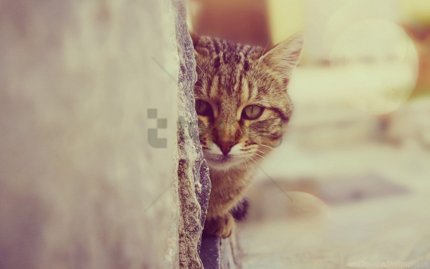 cat face look out wallpaper CleanCut Background Isolated PNG Graphic