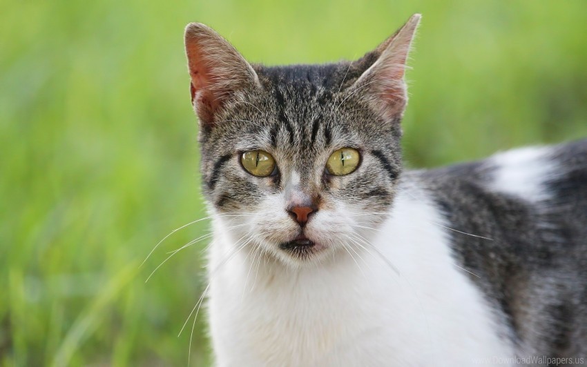 cat face look serious spotted wallpaper PNG Graphic with Transparent Background Isolation