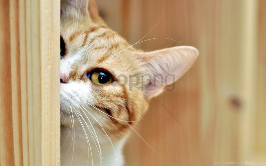 cat face look spotted wallpaper PNG Image Isolated with HighQuality Clarity
