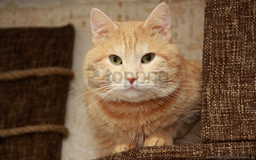 cat face look thick wallpaper Transparent PNG Isolation of Item