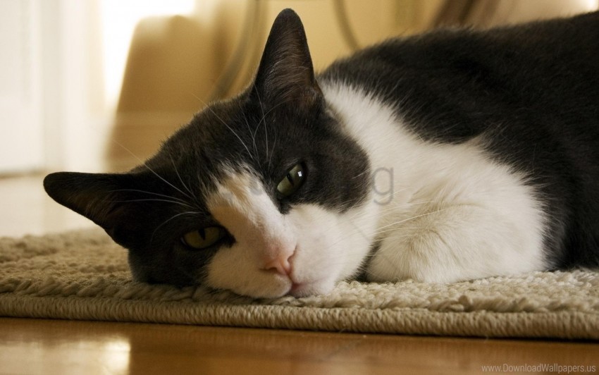 cat face lying spotted wallpaper PNG images without subscription