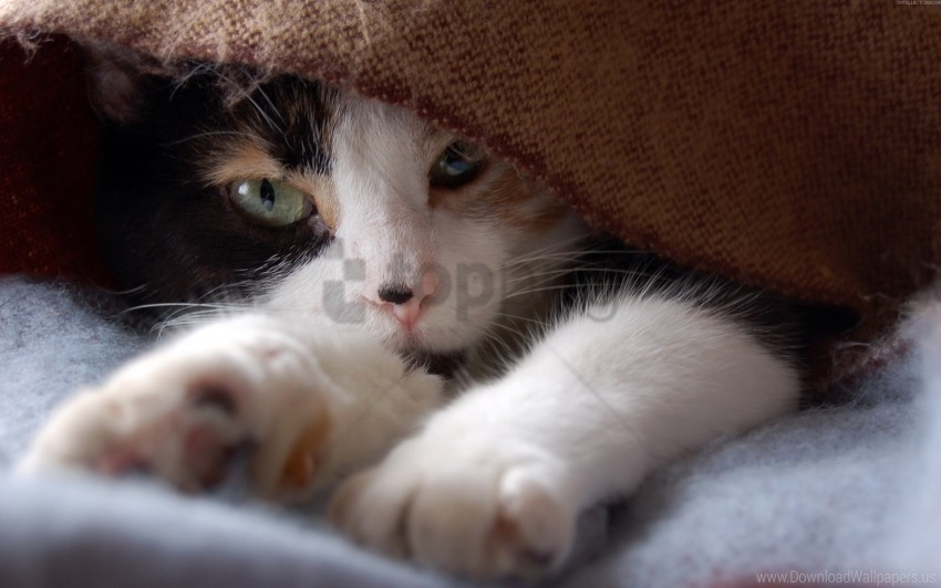 cat face lying spotted wallpaper Transparent PNG Isolated Object Design
