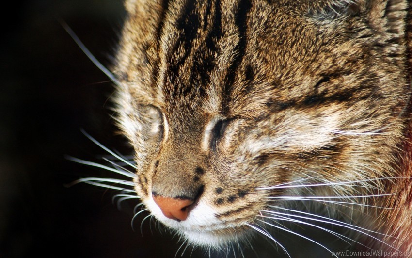 cat face macro nose wallpaper Isolated Subject in HighQuality Transparent PNG