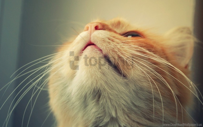 cat face mustache nose wallpaper Clear Background PNG Isolated Design