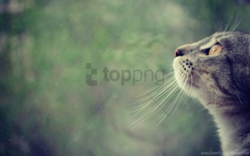 cat face observe pro wallpaper PNG transparent design