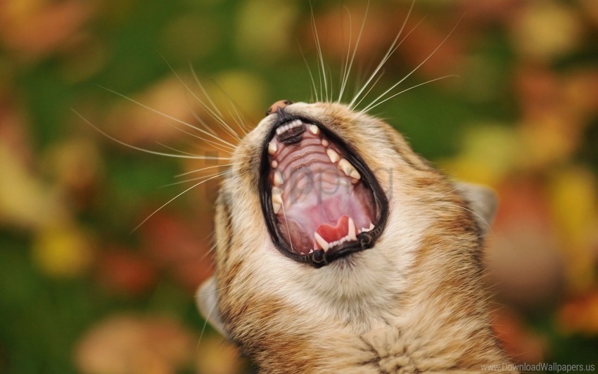 cat face scream yawn wallpaper PNG transparent graphics comprehensive assortment