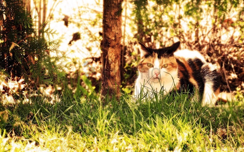 cat fall grass hunting sit wallpaper Free PNG images with transparent layers compilation
