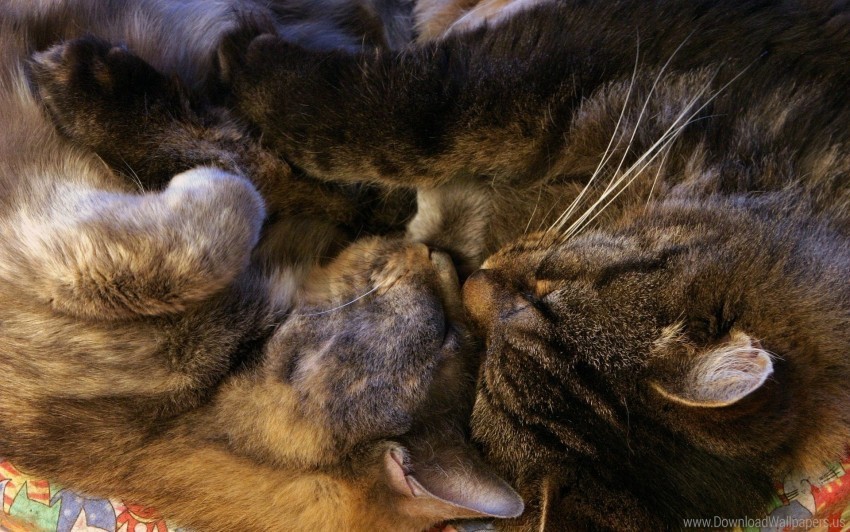 cat family kitten care wallpaper PNG images for mockups