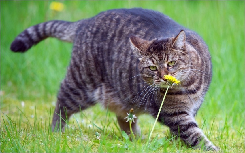 cat fat grass smell walk wallpaper ClearCut Background PNG Isolated Item