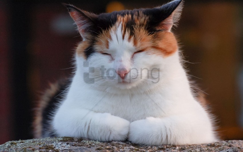 cat fat nap rest sleep spotted wallpaper Transparent PNG images free download