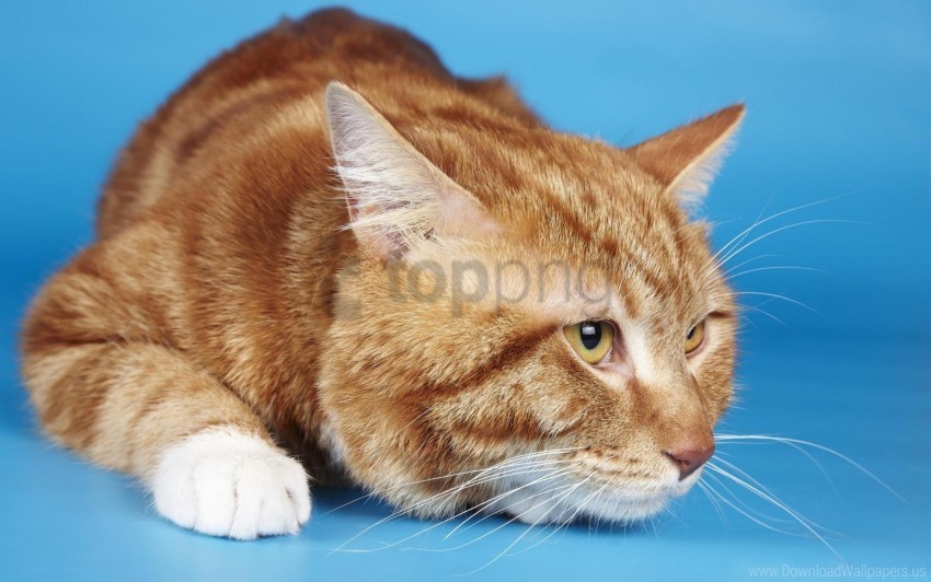 cat fat scared tabby wallpaper PNG for social media