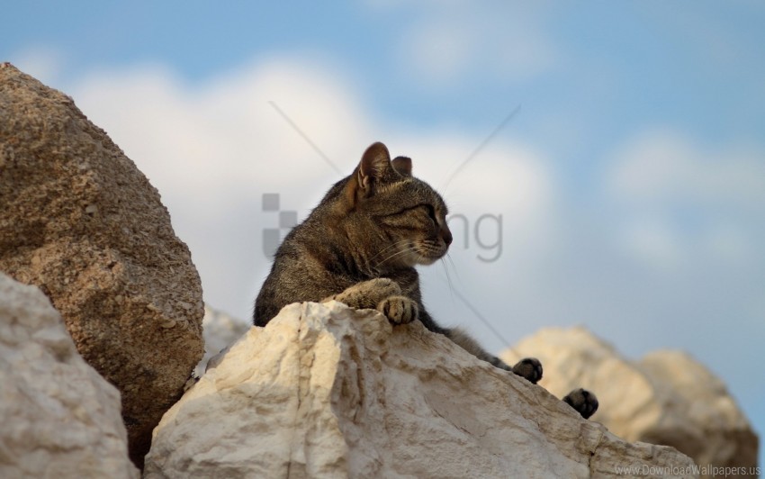 cat fatigue lying rocks wallpaper PNG files with alpha channel assortment