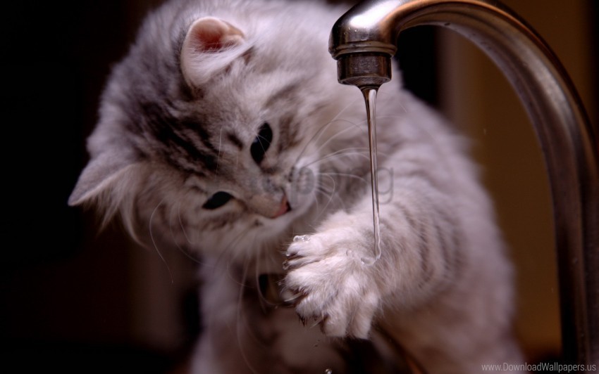 cat faucets fluffy kitten water wallpaper PNG graphics with transparency