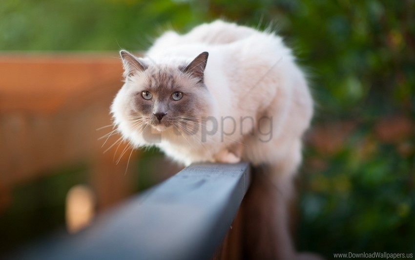 cat fear furry light sit wallpaper Transparent PNG Artwork with Isolated Subject