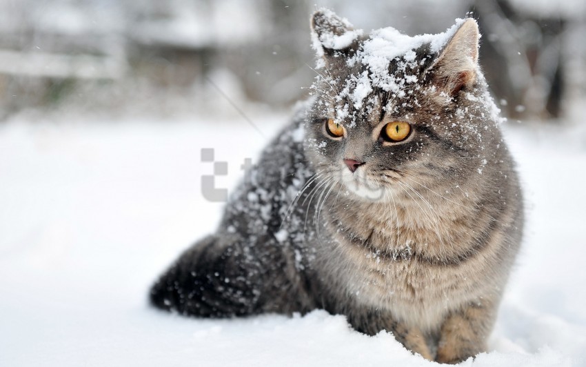 cat fear sit snow wallpaper Background-less PNGs